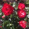Never Alone rose photo