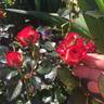Never Alone rose photo