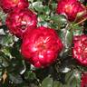 Never Alone rose photo