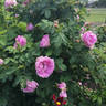 Wasagaming rose photo