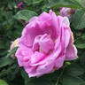 Wasagaming rose photo