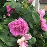 Wasagaming rose photo
