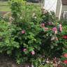 Wasagaming rose photo