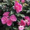 Prairie Joy rose photo