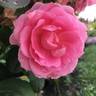 Prairie Joy rose photo