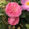 Prairie Joy rose photo