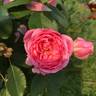 Prairie Joy rose photo