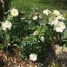 Oscar Peterson rose photo