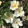 Oscar Peterson rose photo