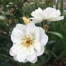 Oscar Peterson rose photo