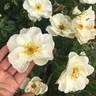 Oscar Peterson rose photo