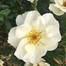 Oscar Peterson rose photo