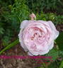 Madame Olympe Térestchenko rose photo