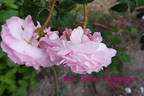 Madame Olympe Térestchenko rose photo