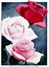 Radiance rose photo