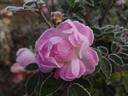 Koster Rose rose photo