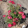 RSM new series 60 rose photo