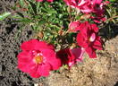 RSM new series 60 rose photo