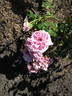 RSM P01 rose photo