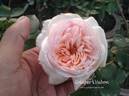 Addictive Lure rose photo