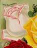Madame Elie Lambert rose photo