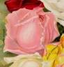 Clara Watson rose photo