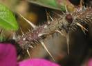 Prattigosa rose photo