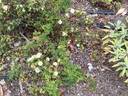 Snow Carpet ® rose photo