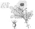 <i>Rosa tibetica</i> T.T.Yu rose photo
