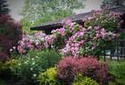 Morden Centennial rose photo
