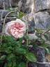 Climbing Madame Mélanie Soupert rose photo