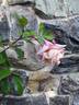 Climbing Madame Mélanie Soupert rose photo