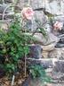 Climbing Madame Mélanie Soupert rose photo