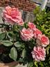 Douglas Gandy rose photo