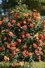 Climbing Zambra rose photo
