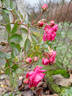 Super Dorothy rose photo