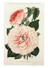Madame Nobécourt rose photo