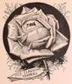Mademoiselle Claudine Perreau rose photo