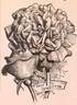 Souvenir of Wootton rose photo