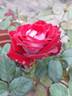 A Daughter's Gift rose photo