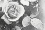 Muriel rose photo