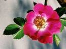 Lucy Ashton rose photo