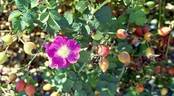 Lucy Ashton rose photo