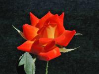 Orange Sunset rose photo