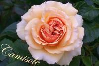 Camisole™ rose photo