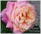 Chelsea Morning™ rose photo
