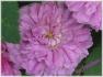 Ma Ponctuée rose photo