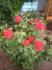 Burgund rose photo