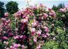 Roserie rose photo
