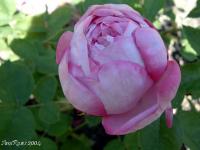 Queen Victoria rose photo